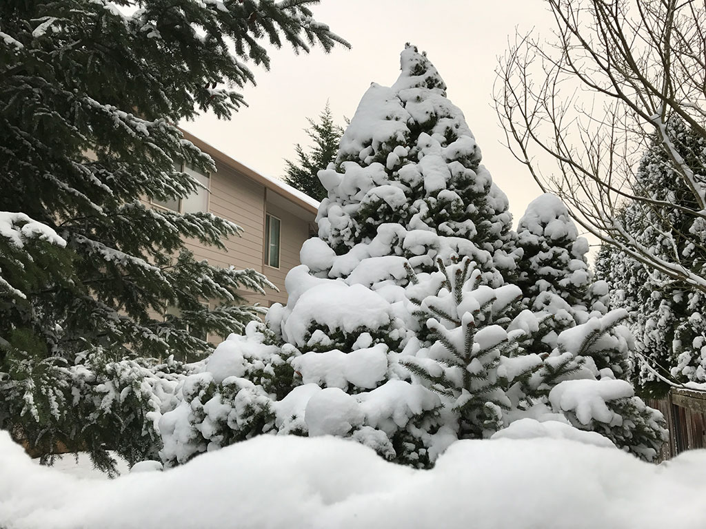 Snowy Backyard Trees